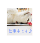 にゃんともしあわせ♡（個別スタンプ：3）