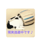 にゃんともしあわせ♡（個別スタンプ：6）