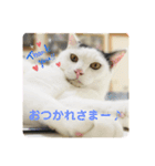 にゃんともしあわせ♡（個別スタンプ：10）