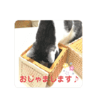 にゃんともしあわせ♡（個別スタンプ：16）