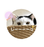にゃんともしあわせ♡（個別スタンプ：22）