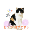 にゃんともしあわせ♡（個別スタンプ：24）