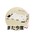 にゃんともしあわせ♡（個別スタンプ：31）