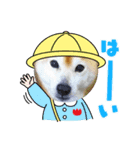 柴犬まある（個別スタンプ：1）