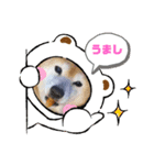 柴犬まある（個別スタンプ：2）