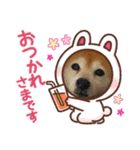 柴犬まある（個別スタンプ：3）