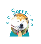柴犬まある（個別スタンプ：4）
