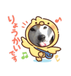 柴犬まある（個別スタンプ：5）