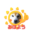 柴犬まある（個別スタンプ：6）