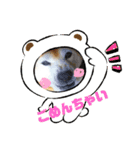 柴犬まある（個別スタンプ：8）