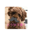 ドックです（個別スタンプ：3）