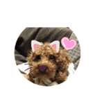 ドックです（個別スタンプ：7）