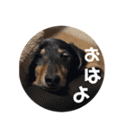 前田チョコラ∩^ω^∩（個別スタンプ：2）