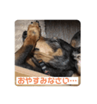 前田チョコラ∩^ω^∩（個別スタンプ：3）
