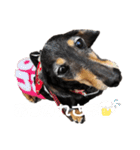 前田チョコラ∩^ω^∩（個別スタンプ：7）