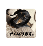 前田チョコラ∩^ω^∩（個別スタンプ：9）