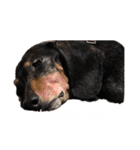 前田チョコラ∩^ω^∩（個別スタンプ：15）