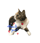 猫のお姫様 ありす（個別スタンプ：1）