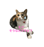 猫のお姫様 ありす（個別スタンプ：2）