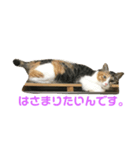 猫のお姫様 ありす（個別スタンプ：3）