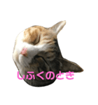 猫のお姫様 ありす（個別スタンプ：5）