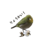 メジロちゃんのスタンプ（個別スタンプ：2）