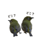 メジロちゃんのスタンプ（個別スタンプ：7）