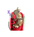 今日のこむぎたん3（個別スタンプ：2）
