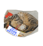 今日のこむぎたん3（個別スタンプ：8）