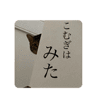今日のこむぎたん3（個別スタンプ：21）