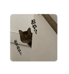 今日のこむぎたん3（個別スタンプ：22）