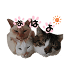 ゆきばろ大和（個別スタンプ：3）