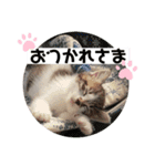 ゆきばろ大和（個別スタンプ：7）
