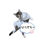ゆきばろ大和（個別スタンプ：8）
