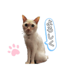 ゆきばろ大和（個別スタンプ：10）