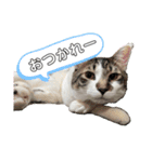ゆきばろ大和（個別スタンプ：18）