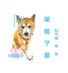 四字熟語のお勉強 レベル小 ⅲ（個別スタンプ：5）