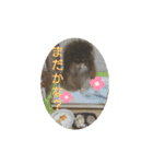 とてとてポメラニアン（個別スタンプ：9）