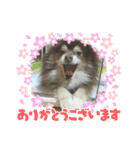 とてとてポメラニアン（個別スタンプ：13）