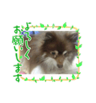 とてとてポメラニアン（個別スタンプ：21）