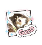 とてとてポメラニアン（個別スタンプ：24）