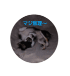 チップ スタンプ（個別スタンプ：2）