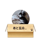 チップ スタンプ（個別スタンプ：4）