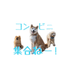 ドックパートナーズ（個別スタンプ：2）