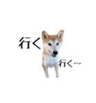 ドックパートナーズ（個別スタンプ：3）