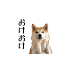 ドックパートナーズ（個別スタンプ：10）