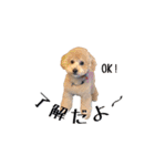ドックパートナーズ（個別スタンプ：11）