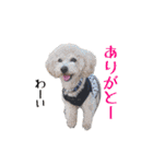 ドックパートナーズ（個別スタンプ：13）