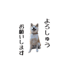 ドックパートナーズ（個別スタンプ：17）