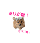 ドックパートナーズ（個別スタンプ：19）